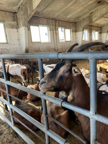 Екскурсія на козину ферму Мукко