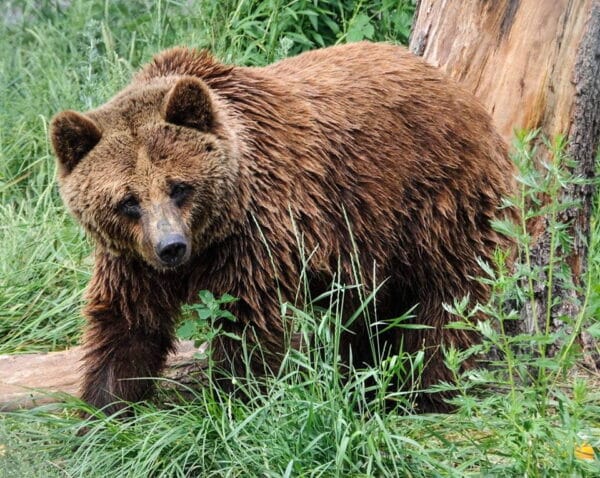 "Ласощі для ведмедів" с. Домажир